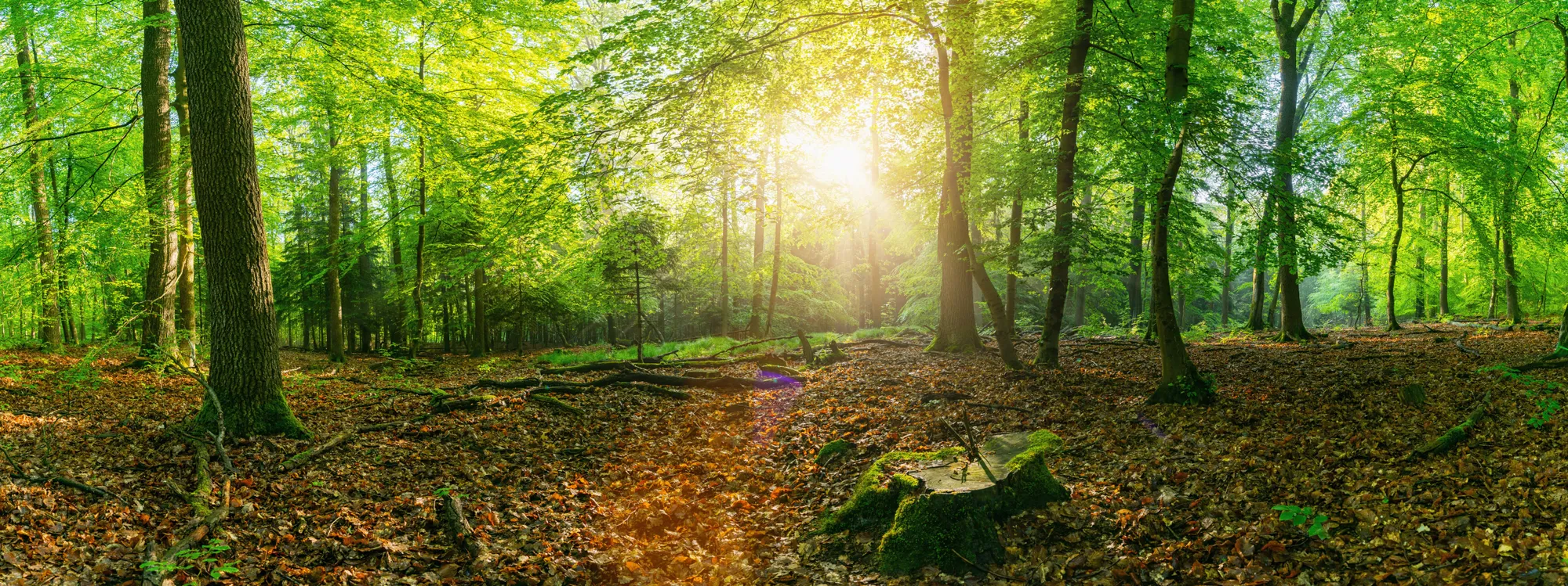 panorama-scenic-forest