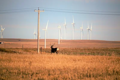 Windkraft & Wildtiere 