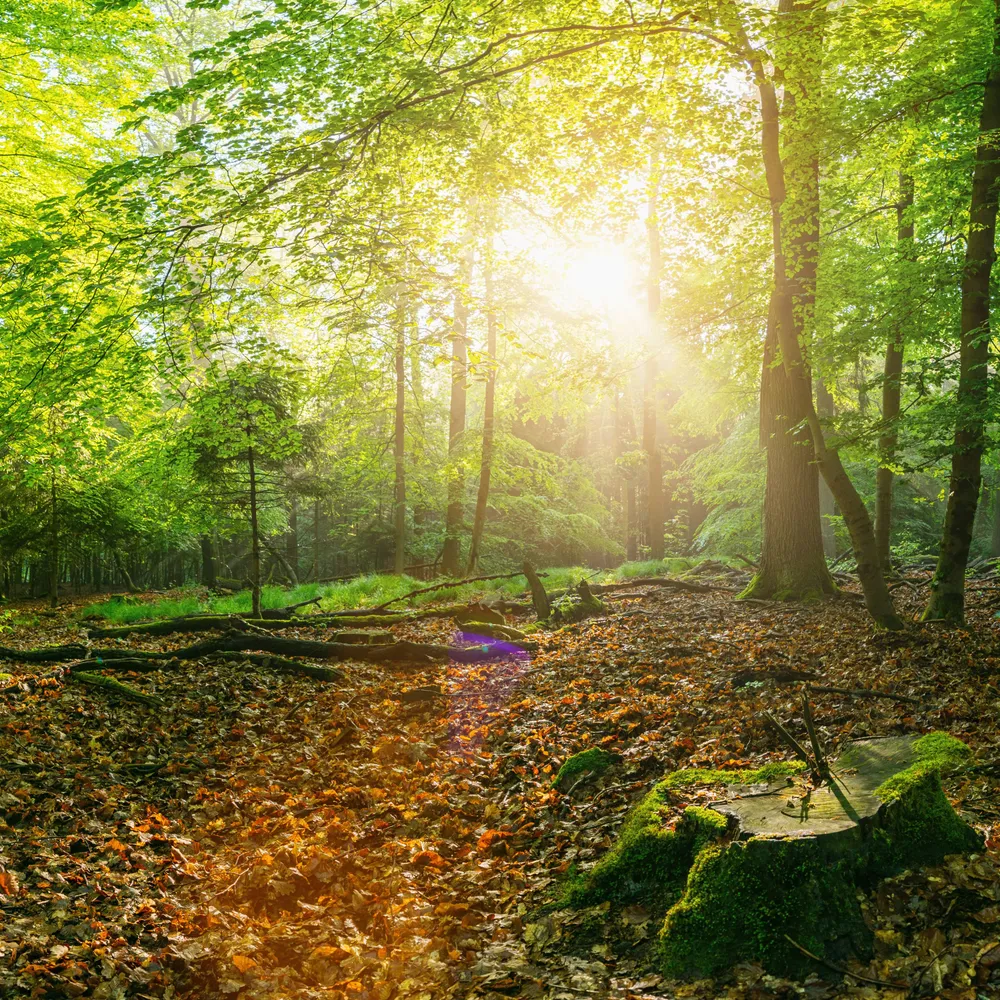 panorama-scenic-forest